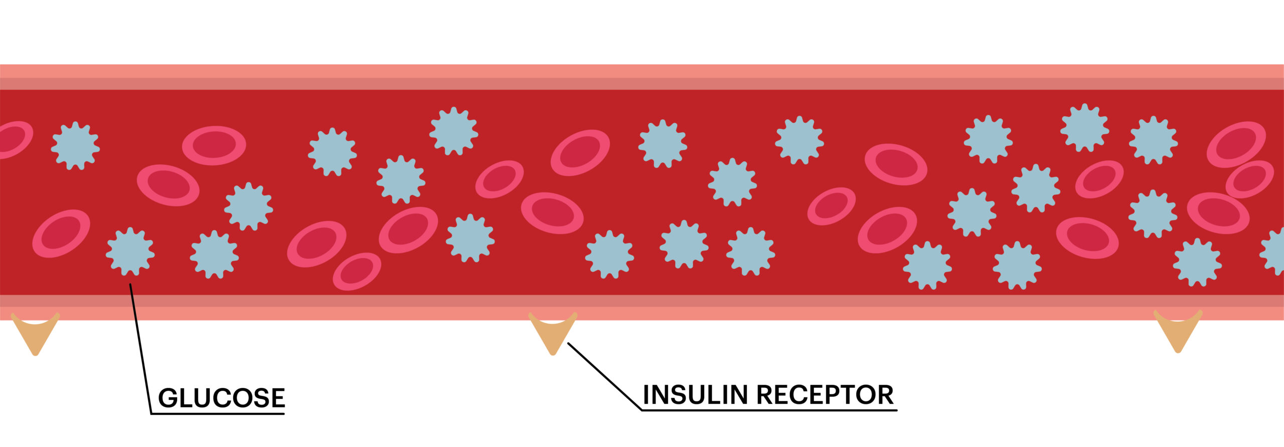 An image of a blood vessel with glucose and insulin receptors